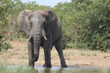 Fototapeta premium Afrikanischer Elefant / African elephant / Loxodonta africana