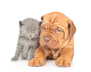 Sleepy kitten sitting with mastiff puppy in front view. isolated on white background