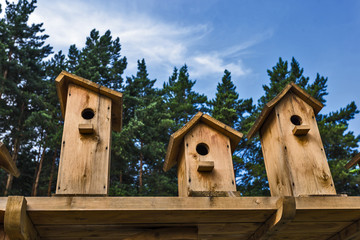 birdhouse on a tree