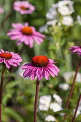 Cone flower Echinacea In Bright Sunlight