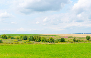 boundless beautiful field on a sunny day