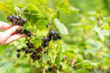 Fototapeta na wymiar Bush with ripe berries of black currant