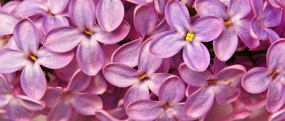 a close up with a purple lilac flower -Syringa vulgaris