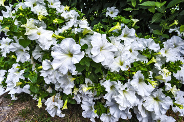 flowers in the garden