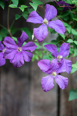 Lovely Purple Clematis Flower Vines