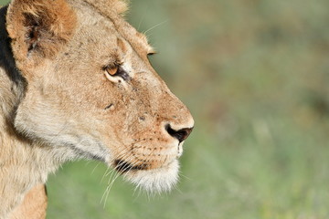 Lioness staring