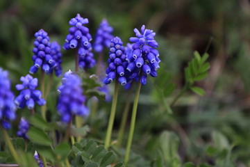 Obraz premium Muscari