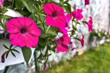 flowers in the garden
