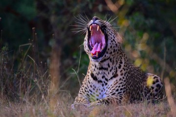 Leopard Yawning