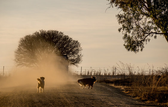 Two dogs chase a motor vehicle on a dusty dirt road image in landscape format with copy space