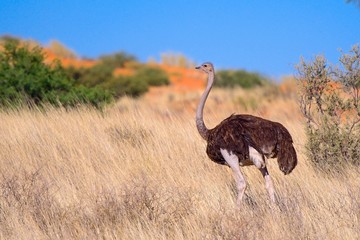 Fototapeta premium Ostrich in Dessert