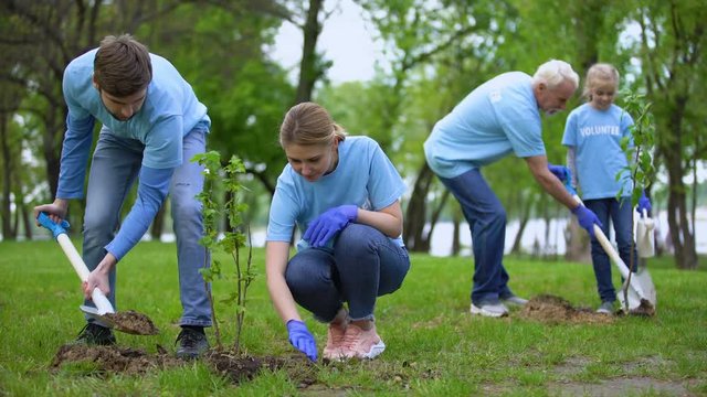 Volunteers planting tree saplings in park, natural resources conservation, care