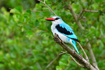 Woodland Kingfisher