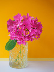 Hydrangea pink colored flowerhead