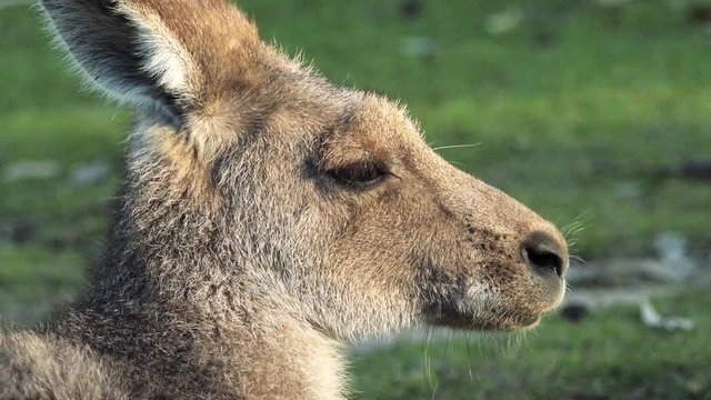 Australian kangaroo outside during the day.