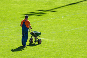 Groundsman spreads fertilizer for grass on a football pitch