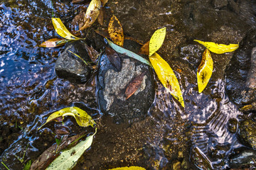 autumn leaves in water