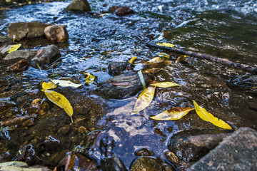 autumn leaves in water