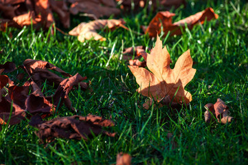 Golden autumn maple leaves on a green grass field in the park 
