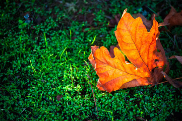 Dry bright golden maple leaf on a green grass closeup, negative space