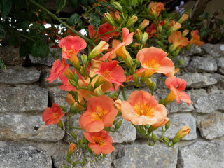 Fototapeta na wymiar Campsis grandiflora - Chinese trumpet vine or chinese trumpet creeper with orange to red flowers and golden-yellow throats