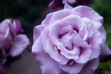 pink rose in the garden