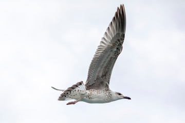 Seagull