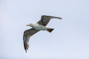 Seagull