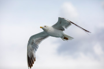 Seagull