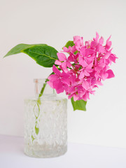 Hydrangea pink colored flowerhead