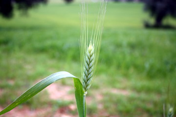 green wheat field