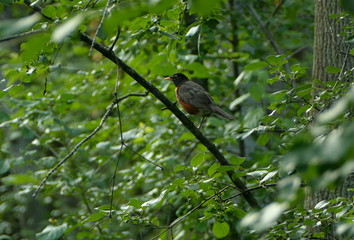 bird on a branch