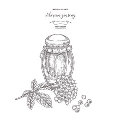 Siberian ginseng plant  hand drawn. Root, leaves and berries of Ginseng isolated on white background. Medicinal plant collection. Vector illustration.