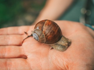 A man holding a snail on his hand. Snail in the forest close-up