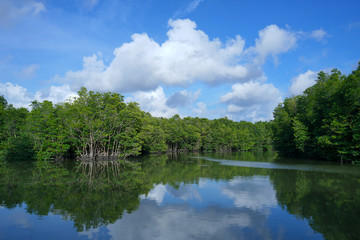 Fototapeta na wymiar The river in the middle of the mangrove forest with blue sky and beautiful clouds at Riau islands Indonesia 
