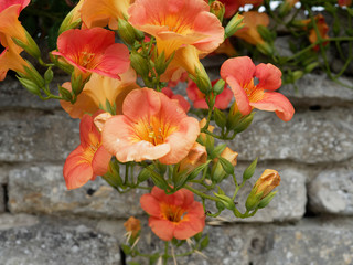 Chinese trumpet creeper (Campsis grandiflora)
