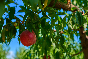 Ripe peach on the tree. Sunny weather. 