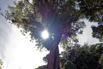 Obraz premium tree