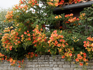 Chinese trumpet vine or chinese trumpet creeper (Campsis grandiflora) with orange to red flowers...