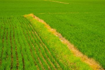 Obraz premium green rice field