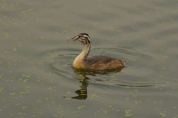 little grebe on the pond