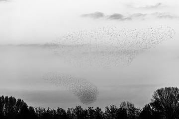 Flock of birds making a beautiful shape in the sky above some trees