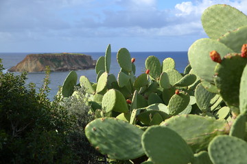 Ogromny krzew opuncji figowej z czerwonymi owocami na wielkich liściach, z bliska, w tle rozmyta wyspa o stromych brzegach i morze © Wioletta