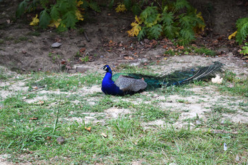 Obraz premium Pavo real al aire libre en un parque.