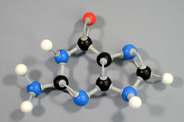 Molecule model of the DNA element Guanine. Black is Carbon, Red is Oxygen, White is Hydrogen, Blue is Nitrogen