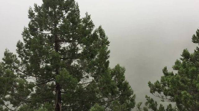 Coniferous trees on background white morning mist in mountains. Panoramic view mountain pine trees in misty haze in highlands fog landscape