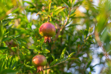 Pomegranate Tree with Young Pomegranate Fruits. Pomegranates Close Up