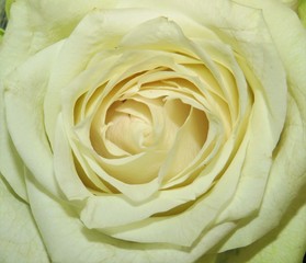 a white rose flower