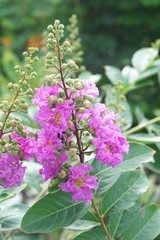 Lagerstroemia speciosa flower in nature garden