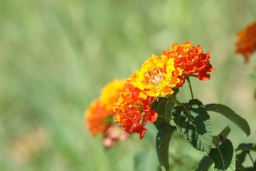 Lantana camara flower in nature garden